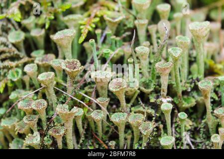 Moss in the autumn in the forest on an old stump closeup Stock Photo