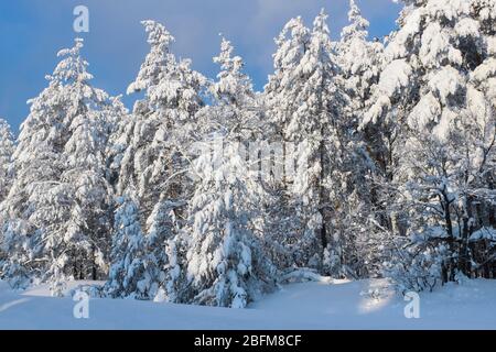 Snowy winter forest in clear sunny weather Stock Photo