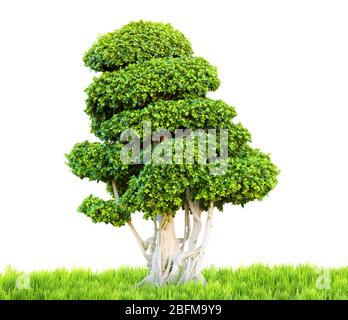 Bonsai tree on green grass, isolated on white Stock Photo
