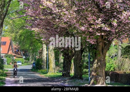 A woman jogs on her own along an alley with beautiful spring cherry blossom. Haltern am See, NRW, Germany. 19th Apr, 2020. Overall, Germans have so far kept fairly well to social distancing rules and restrictions to public live, with infection rates levelling out slowly and early signs indicating that measures are working. Credit: Imageplotter/Alamy Live News Stock Photo