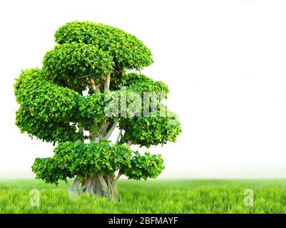 Bonsai tree on green grass, isolated on white Stock Photo