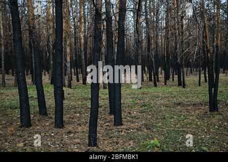 Burned forest, charred trees, forest fires and environmental disaster Stock Photo