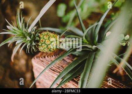 small green pineapple on the tree. Pineapple in tropics background. Stock Photo