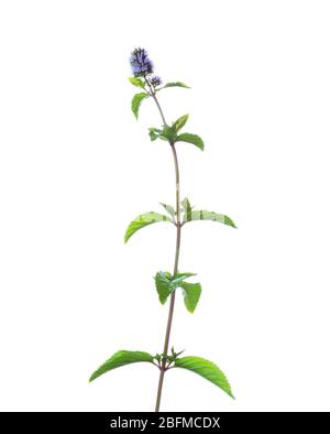 Sprig with flowers of Peppermint isolated on white background. Stock Photo