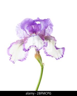 Flower of  Iris isolated on a white background. Stock Photo