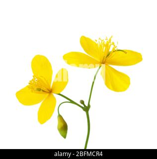 Two flowers of Greater celandine (Chelidonium) isolated on white background. Stock Photo