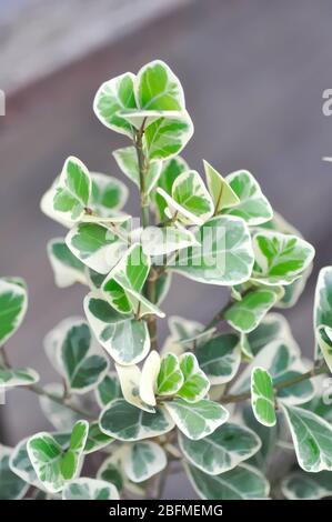 Ficus deltoidea Jack f variegata, Mistletoe fig or Mistletoe rubber plant Stock Photo