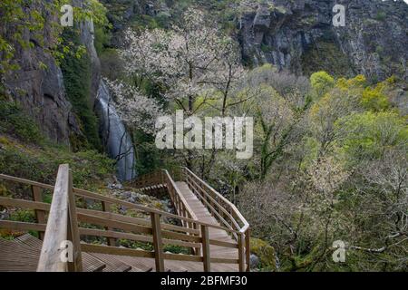 Access and environment of the Augacaida waterfall in Lugo, Galicia, Spain. Stock Photo