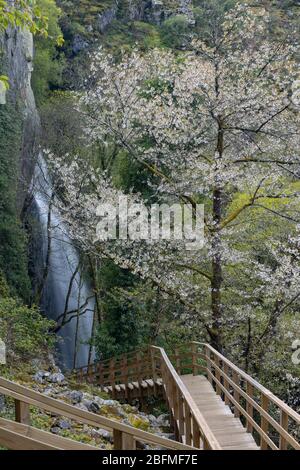 Access and environment of the Augacaida waterfall in Lugo, Galicia, Spain. Stock Photo