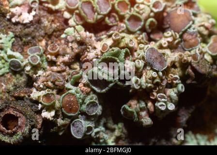 Colorful lichens, greyish brown lichen (Physcia stellaris) growing on a branch of tree Stock Photo