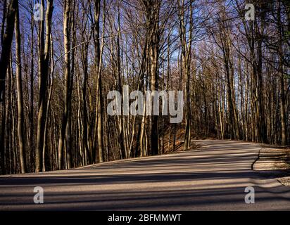 Road leading through the forest with many shadows. Stock Photo
