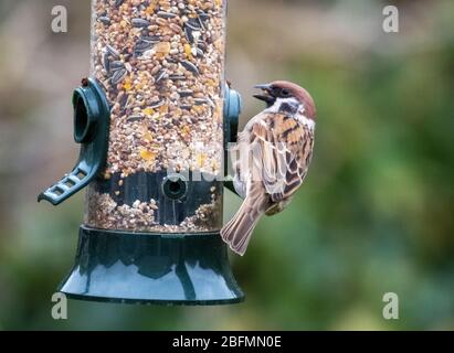 Adult male Tree Sparrow (Passer montanus) on a garden bird feeder, Scotland, UK Stock Photo