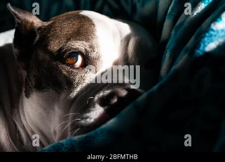 An American Staffordshire Terrier dog relaxes in the sun Stock Photo