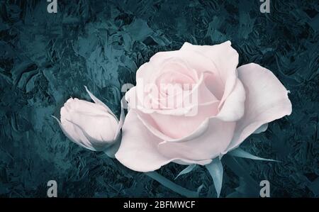 Luxurious pink rose with leaves on a black background . Stock Photo