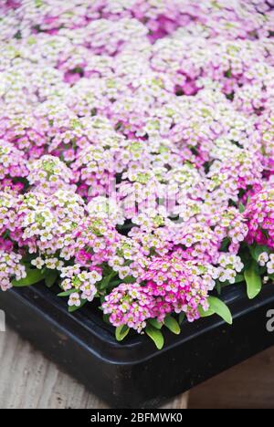 Alyssum flowers. Alyssum in sweet colors. Alyssum in a black tray on wood table, in a dense grounding in a greenhouse. Stock Photo