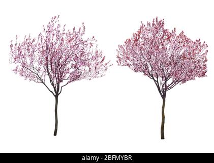 Blossoming pink trees isolated on white Stock Photo