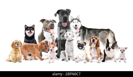 Group of different breed dogs sitting in front, isolated on white Stock Photo