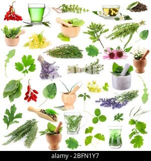 Collage of medicinal herbs isolated on white Stock Photo