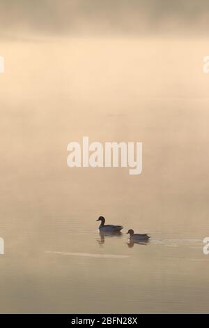 A pair of adult Common Shelduck (Tadorna tadorna) swimming on an atmospheric misty estuary in East Anglia, UK, in winter Stock Photo