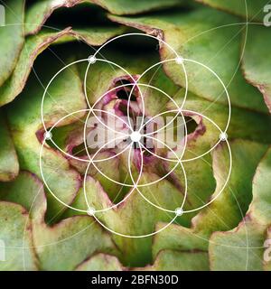 Illustration of spiral arrangement in nature. Fibonacci pattern Stock Photo