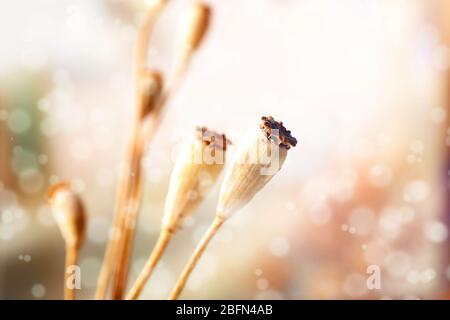 Beautiful wild flowers on meadow with sunlight Stock Photo