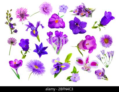Collage of purple color flowers, isolated on white Stock Photo
