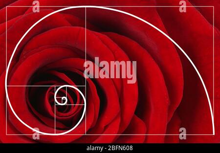 Illustration of spiral arrangement in nature. Fibonacci pattern Stock Photo