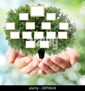 Hands holding family (genealogy ) tree with blank frames, on nature background Stock Photo