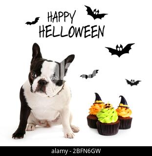 Cute dog wearing funny costume for Halloween, isolated on white Stock Photo