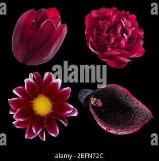 Set of natural purple flowers: tulip, peony, chrisantemum and black calla, isolated on black Stock Photo