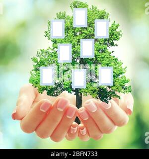 Hands holding family (genealogy ) tree with blank frames, on nature background Stock Photo