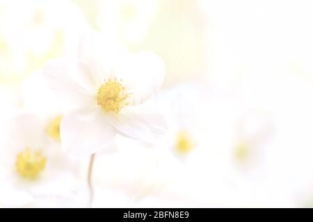 Pastel flower background. Floral art concept. Stock Photo