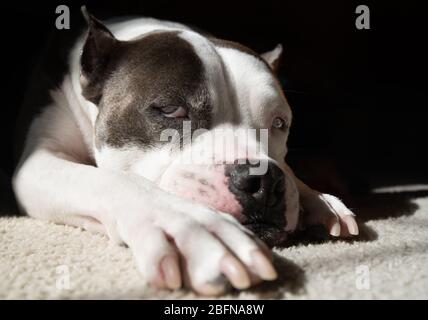 An American Staffordshire Terrier dog relaxes in the sun Stock Photo