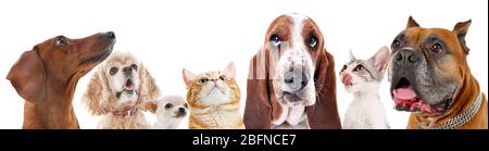 Cute friendly pets on white background Stock Photo