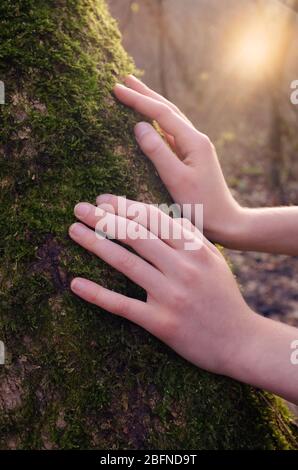 The child laid his hands on the trunk of a mossy tree, in the background - the setting sun.  Stock Photo
