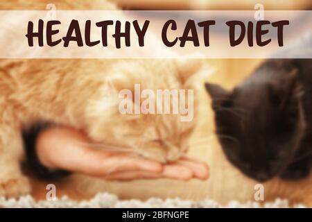 Healthy and balanced cat meal concept. Cats eating at home Stock Photo