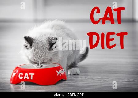 Healthy and balanced cat meal concept. Kitten eating at home Stock Photo