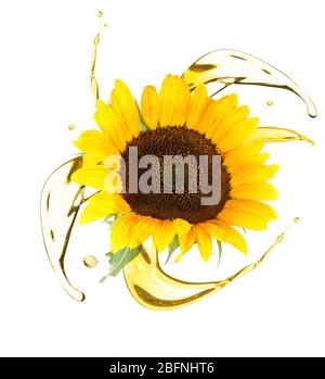 Sunflower and cooking oil splashes on white background Stock Photo