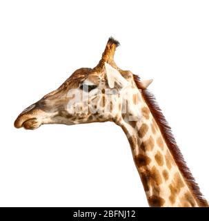 Portrait of cute giraffe on white background Stock Photo
