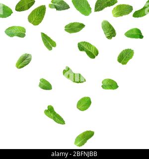 Fresh mint leaves on white background Stock Photo