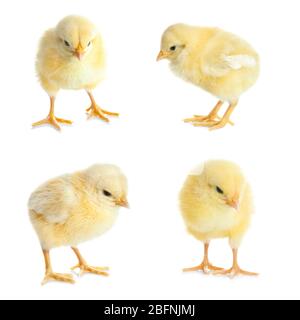 Collage with cute little chickens on white background Stock Photo
