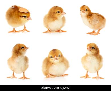Collage with cute little chickens on white background Stock Photo