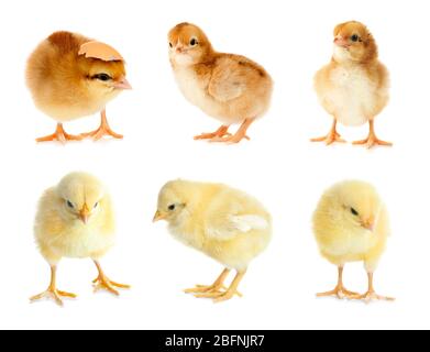 Collage with cute little chickens on white background Stock Photo