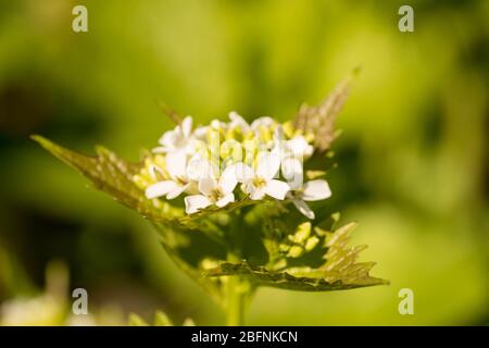close-up of a white flowering alliara petiolata (knoblauchsrauke) in a forest in hesse, germany