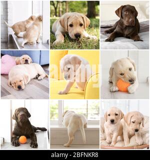 Collage with cute Labrador Retriever puppies Stock Photo