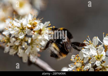 close-up of a bumblebee sucking nectar from a flowering tree in springtime, hesse, germany Stock Photo