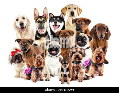 Group of cute dogs on white background Stock Photo