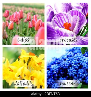 Collage of beautiful flowers with names Stock Photo