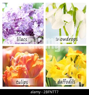 Collage of beautiful flowers with names Stock Photo