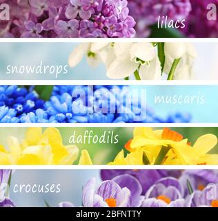 Collage of beautiful flowers with names Stock Photo